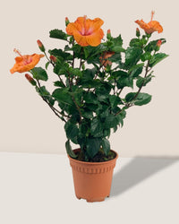 Hibiscus - grow pot - Potted plant - Tumbleweed Plants - Online Plant Delivery Singapore