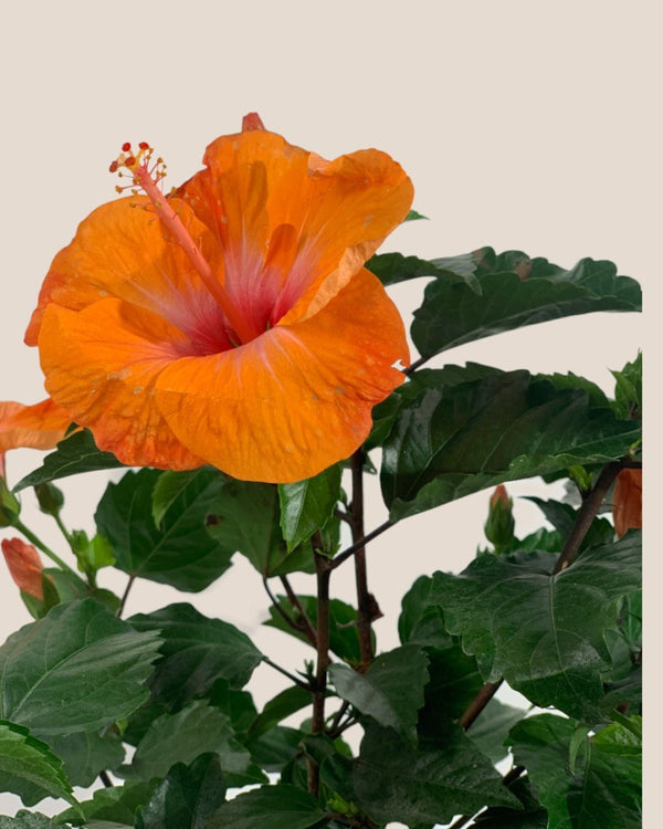 Hibiscus - grow pot - Potted plant - Tumbleweed Plants - Online Plant Delivery Singapore