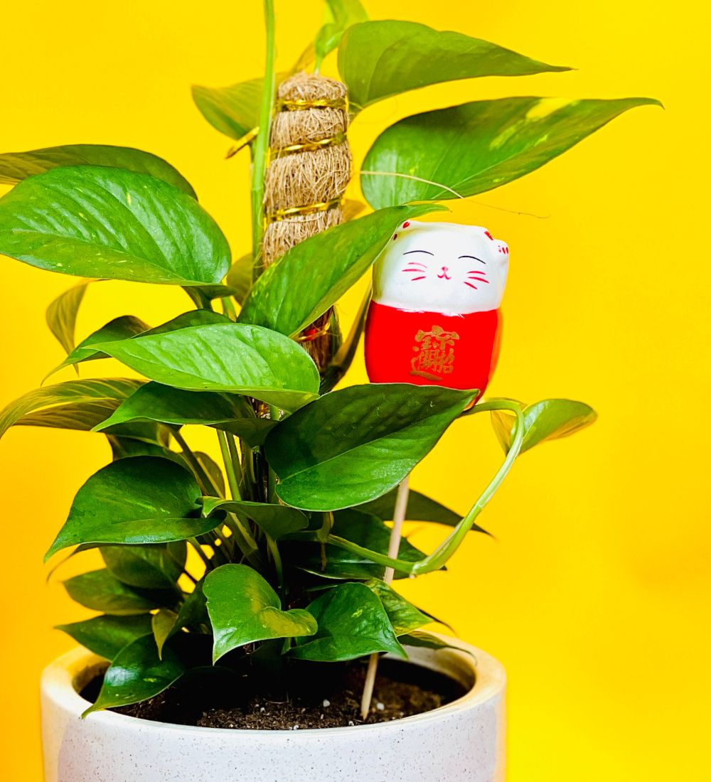 Hock Kee Maneki-neko Deco - red - Add Ons - Tumbleweed Plants - Online Plant Delivery Singapore