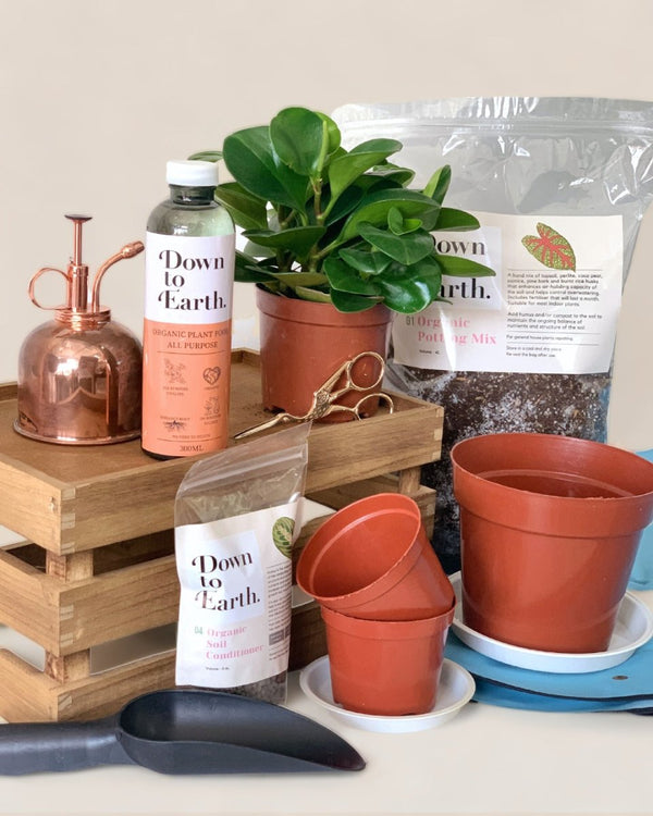 Home Garden Starter Kit - basic - Grow Kit - Tumbleweed Plants - Online Plant Delivery Singapore