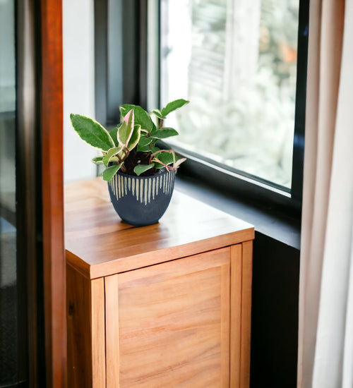 Hoya carnosa paired with edge planter - small