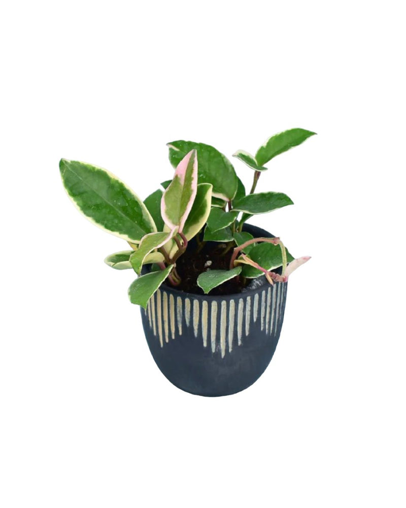 Hoya carnosa - frenchie planter (10cm diameter) - Potted plant - Tumbleweed Plants - Online Plant Delivery Singapore