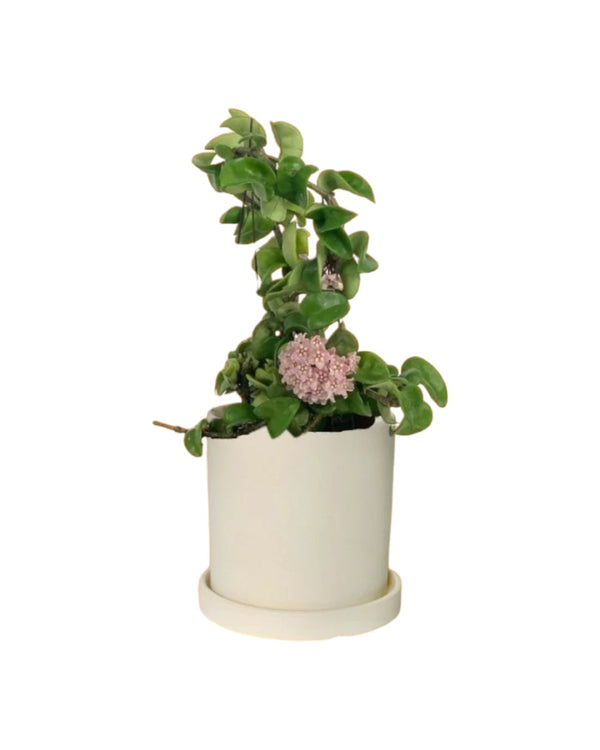 Hoya Curly - dusty grey cement planter in tray (12cm) - Potted plant - Tumbleweed Plants - Online Plant Delivery Singapore