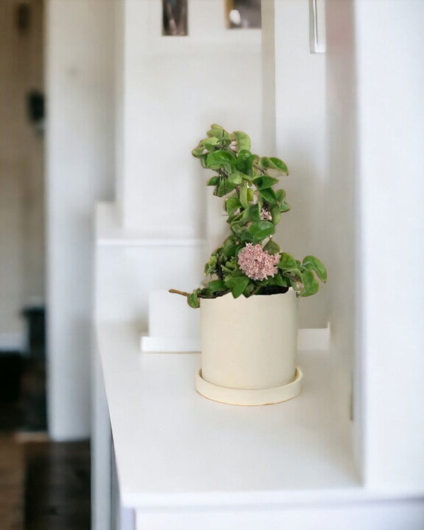 Hoya Curly - dusty grey cement planter in tray (12cm) - Potted plant - Tumbleweed Plants - Online Plant Delivery Singapore