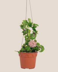 Hoya Curly - grow pot - Potted plant - Tumbleweed Plants - Online Plant Delivery Singapore