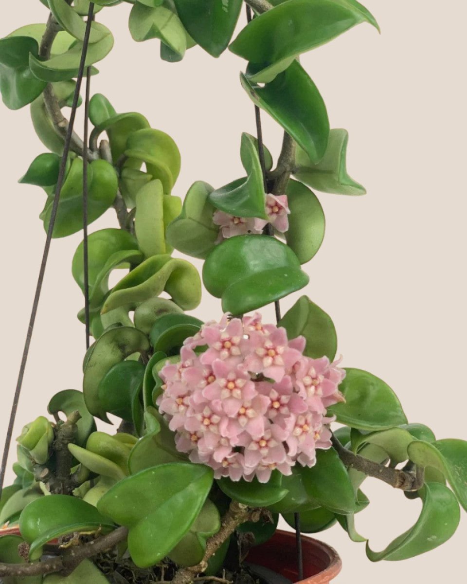 Hoya Curly - grow pot - Potted plant - Tumbleweed Plants - Online Plant Delivery Singapore