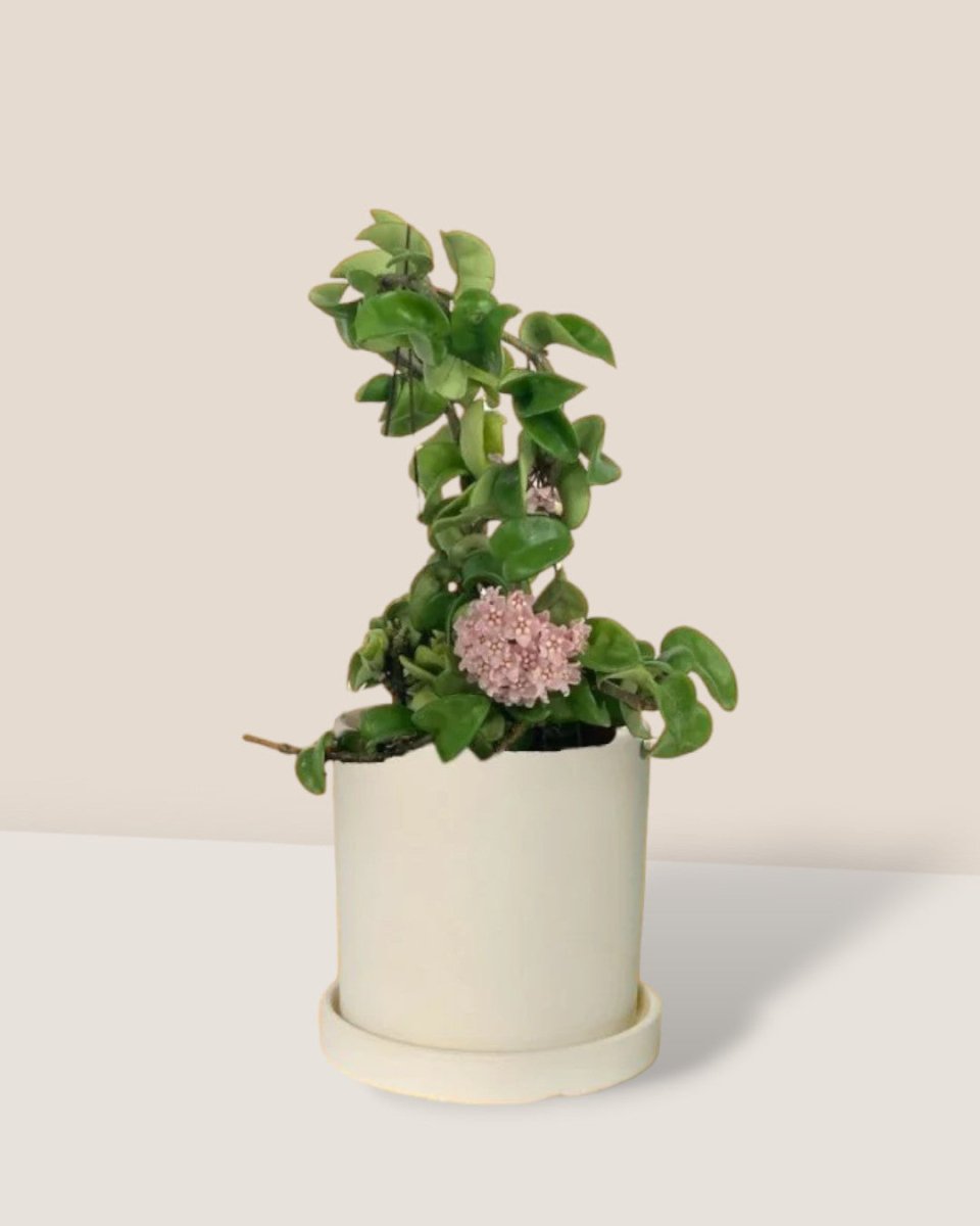 Hoya Curly - white flour planter - cylinder - Potted plant - Tumbleweed Plants - Online Plant Delivery Singapore