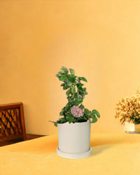 Hoya Curly - white flour planter - cylinder - Potted plant - Tumbleweed Plants - Online Plant Delivery Singapore