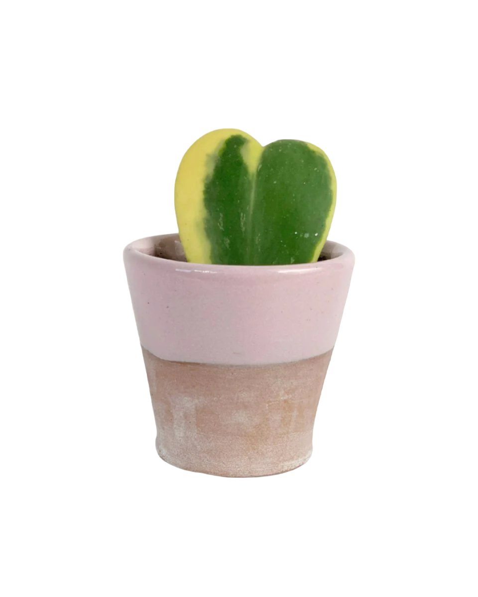 Hoya Kerrii Craib Variegated - half glazed pot - pink - Potted plant - Tumbleweed Plants - Online Plant Delivery Singapore