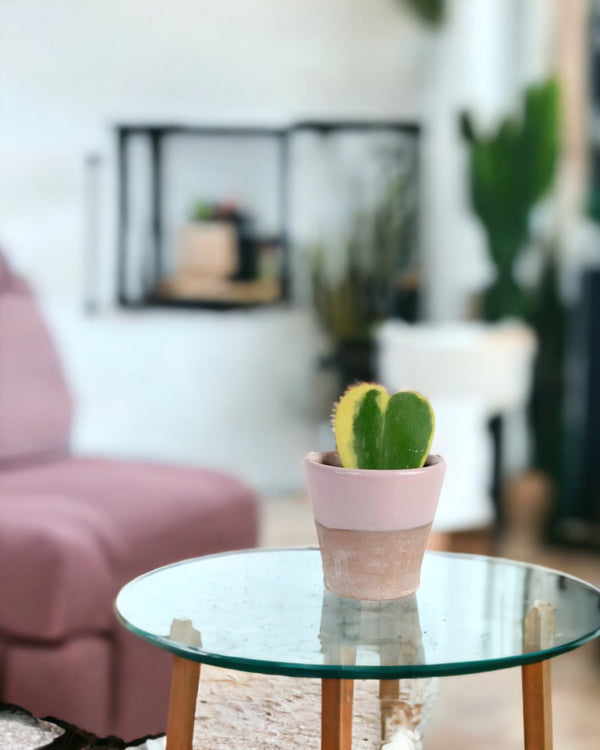 Hoya Kerrii Craib Variegated - half glazed pot - pink - Potted plant - Tumbleweed Plants - Online Plant Delivery Singapore