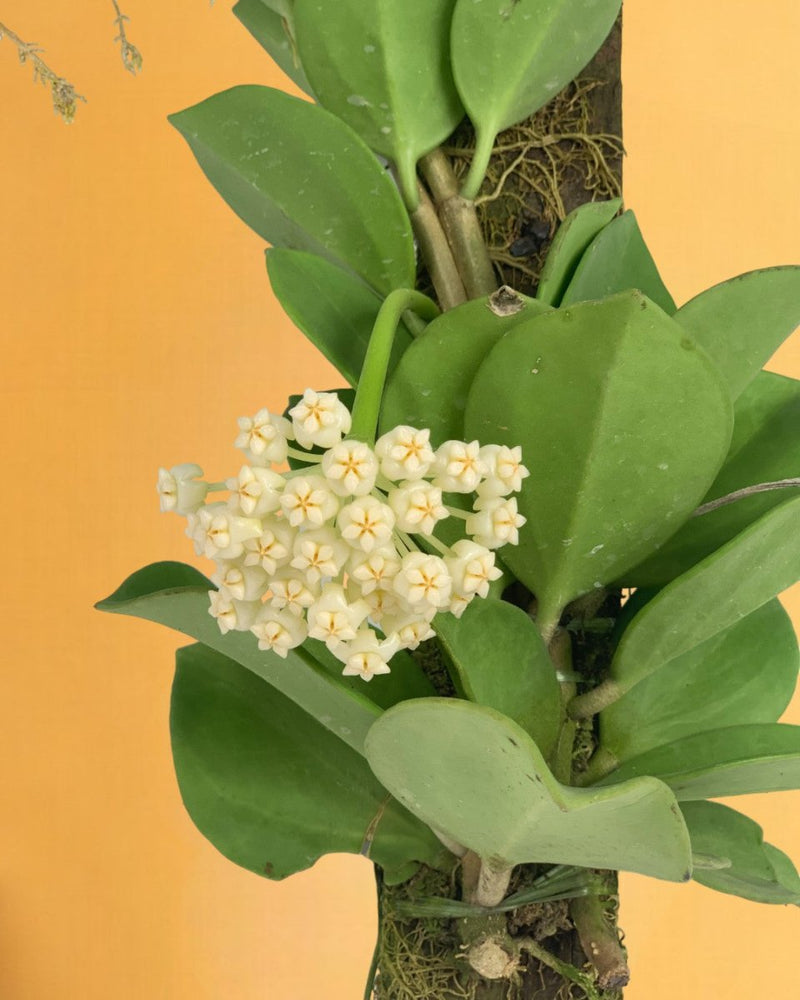 Hoya Pachyclada - Potted plant - Tumbleweed Plants - Online Plant Delivery Singapore