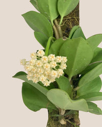 Hoya Pachyclada - Potted plant - Tumbleweed Plants - Online Plant Delivery Singapore