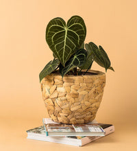 Hyacinth Basket - Basket - Tumbleweed Plants - Online Plant Delivery Singapore