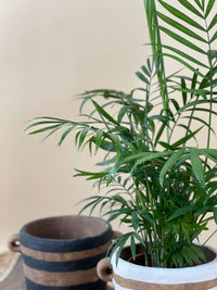 Portafino Planter - black - Pot - Tumbleweed Plants - Online Plant Delivery Singapore