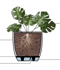 Indoor Self Watering Planter - Black - Planter - Tumbleweed Plants - Online Plant Delivery Singapore