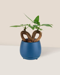 Infinity Huat Money Tree - addie planter (blue) - Gifting plant - Tumbleweed Plants - Online Plant Delivery Singapore