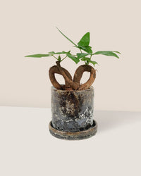 Infinity Huat Money Tree - brown moon pot (cylinder) - Gifting plant - Tumbleweed Plants - Online Plant Delivery Singapore