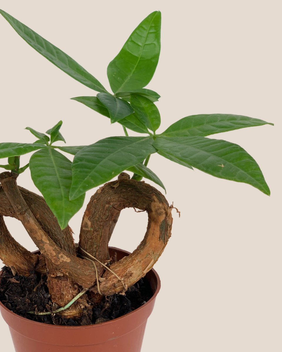 Infinity Huat Money Tree - grow pot - Gifting plant - Tumbleweed Plants - Online Plant Delivery Singapore