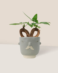 Infinity Huat Money Tree - misfit grey moustache man - Gifting plant - Tumbleweed Plants - Online Plant Delivery Singapore
