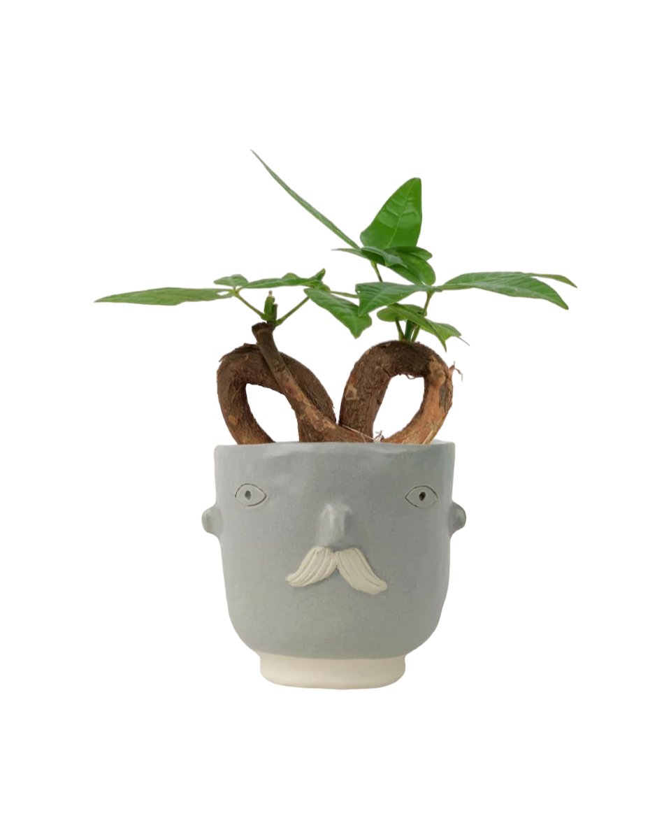 Infinity Money Tree - brown moon pot (cylinder) - Gifting plant - Tumbleweed Plants - Online Plant Delivery Singapore