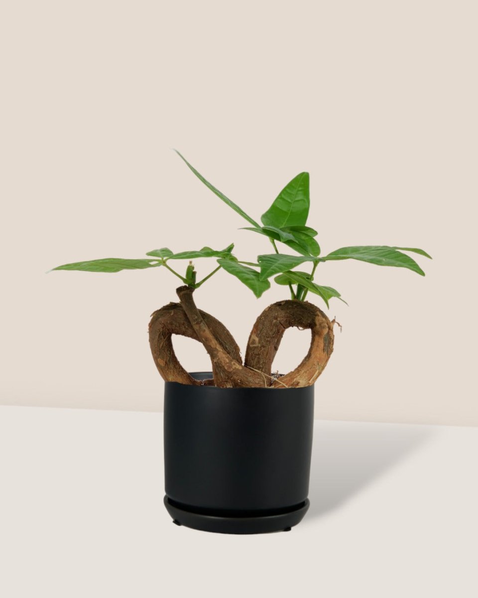 Infinity Money Tree - little cylinder black with tray planter - Gifting plant - Tumbleweed Plants - Online Plant Delivery Singapore