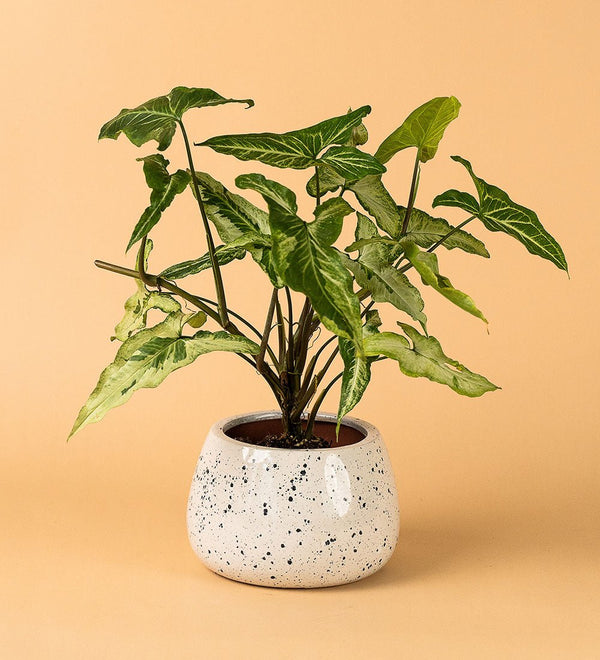 Ink Splash Bowl Planter - Pot - Tumbleweed Plants - Online Plant Delivery Singapore