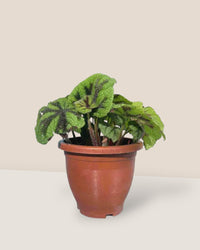 Iron Cross Begonia - grow pot - Potted plant - Tumbleweed Plants - Online Plant Delivery Singapore