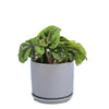 Iron Cross Begonia