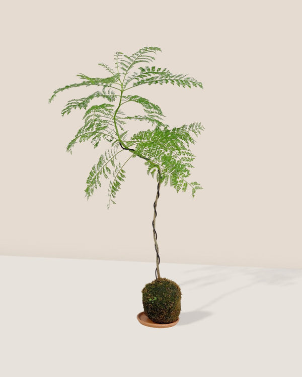 Jacaranda Bonsai - Kokedama - Gifting plant - Tumbleweed Plants - Online Plant Delivery Singapore