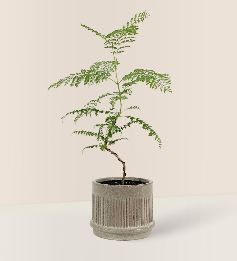 Jacaranda Mimosifolia (Japan) - Gara Planter - Gifting plant - Tumbleweed Plants - Online Plant Delivery Singapore