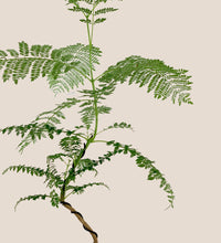Jacaranda Mimosifolia (Japan) - Gara Planter - Gifting plant - Tumbleweed Plants - Online Plant Delivery Singapore