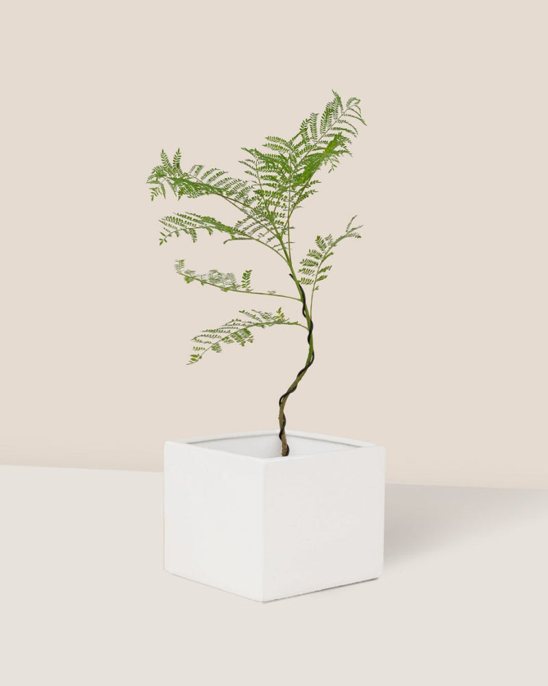 Jacaranda Mimosifolia (Japan) - bondi cube - Gifting plant - Tumbleweed Plants - Online Plant Delivery Singapore