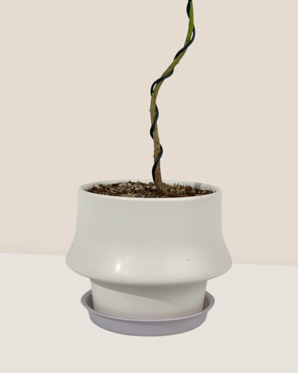 Jacaranda Mimosifolia (Japan) - grow pot - Gifting plant - Tumbleweed Plants - Online Plant Delivery Singapore
