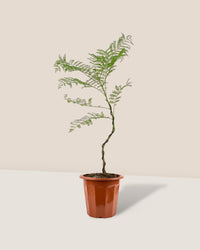 Jacaranda Mimosifolia (Japan) - grow pot - Gifting plant - Tumbleweed Plants - Online Plant Delivery Singapore
