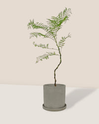 Jacaranda Mimosifolia (Japan) - smoffy cemen planter - round - Gifting plant - Tumbleweed Plants - Online Plant Delivery Singapore