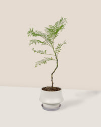 Jacaranda Mimosifolia (Japan) - white kingston planter - Gifting plant - Tumbleweed Plants - Online Plant Delivery Singapore