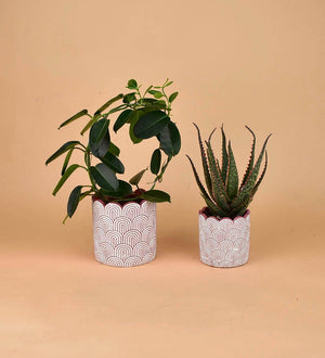Jacopo Planters - medium - Pot - Tumbleweed Plants - Online Plant Delivery Singapore
