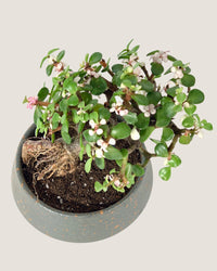 Jade Plant - Potted plant - Tumbleweed Plants - Online Plant Delivery Singapore
