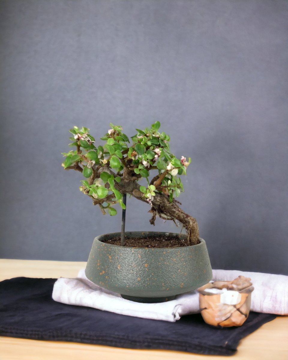 Jade Plant - Potted plant - Tumbleweed Plants - Online Plant Delivery Singapore
