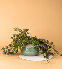 Jade Sea Bowl Planter - Sea Green - Pot - Tumbleweed Plants - Online Plant Delivery Singapore