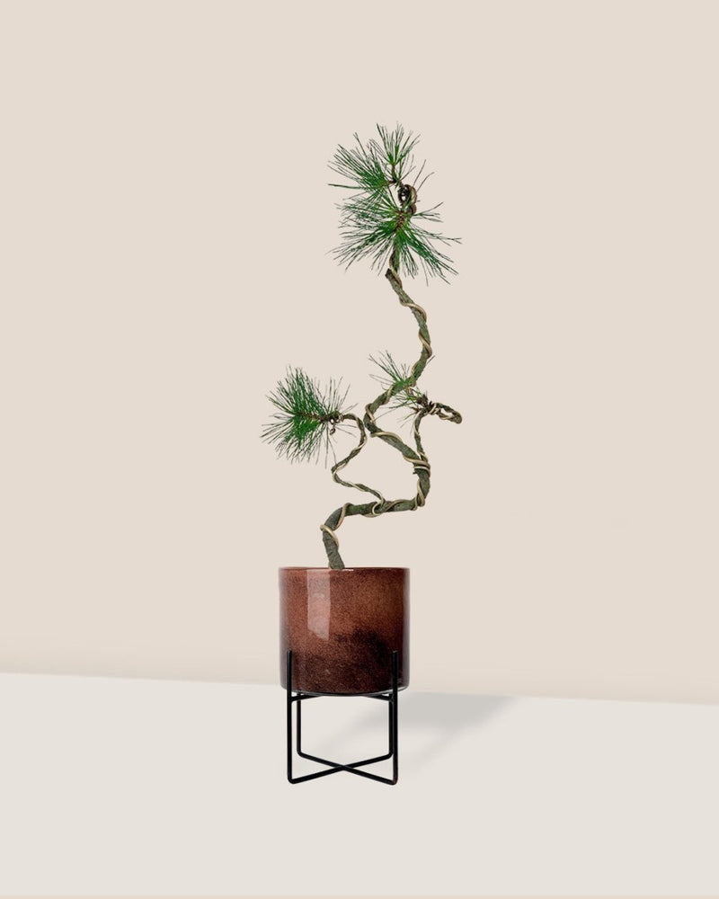 Japanese Black Pine - glass stand - Potted plant - Tumbleweed Plants - Online Plant Delivery Singapore