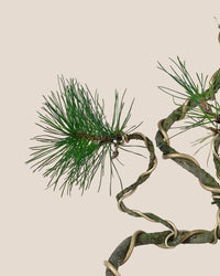 Japanese Black Pine - grow pot - Potted plant - Tumbleweed Plants - Online Plant Delivery Singapore