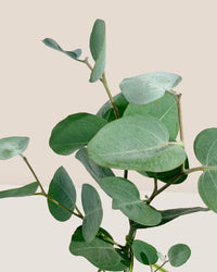 Japanese Eucalyptus - EUCALYPTUS 'accedens' - Potted plant - Tumbleweed Plants - Online Plant Delivery Singapore