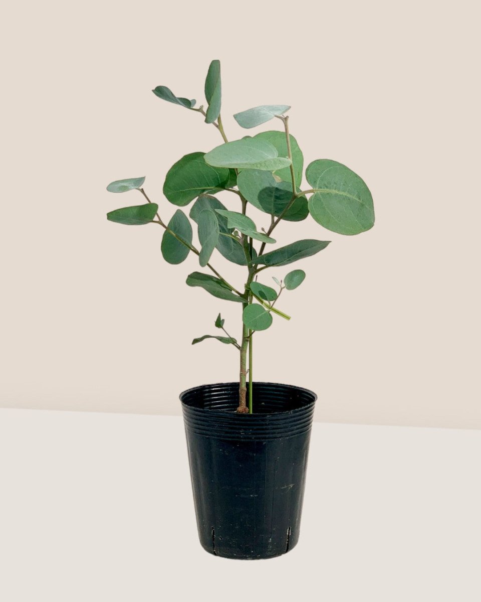 Japanese Eucalyptus - EUCALYPTUS 'accedens' - Potted plant - Tumbleweed Plants - Online Plant Delivery Singapore