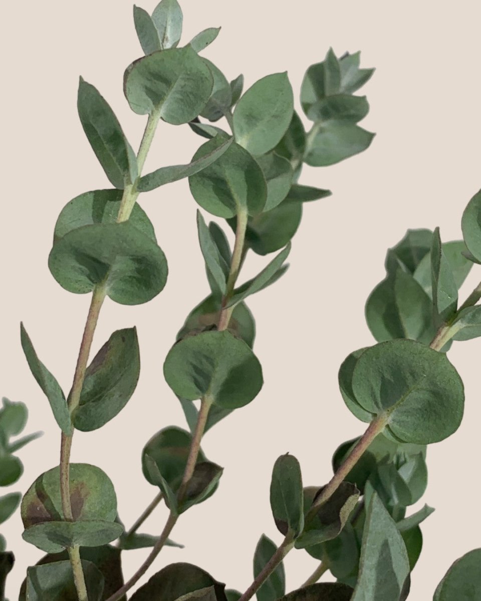 Japanese Eucalyptus - EUCALYPTUS 'albida' - Potted plant - Tumbleweed Plants - Online Plant Delivery Singapore