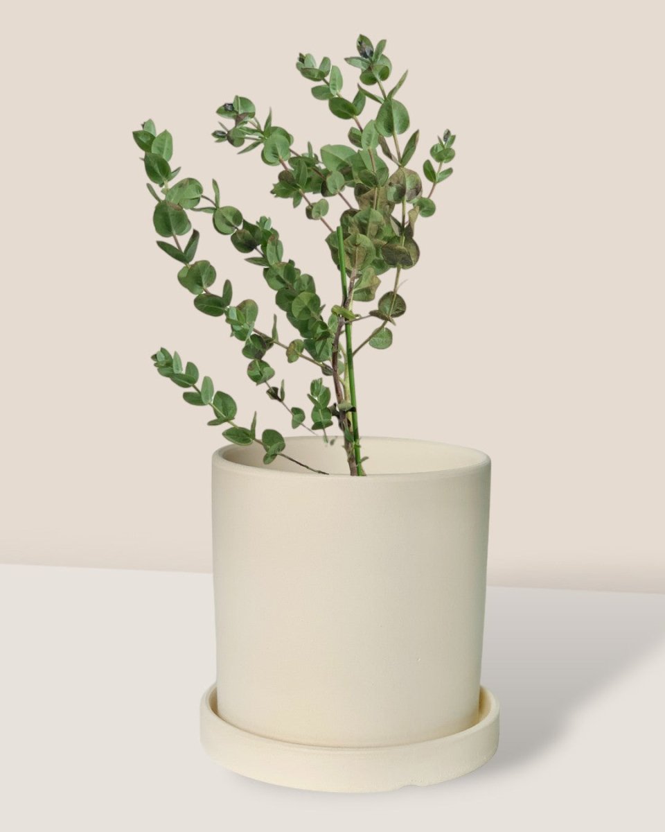 Japanese Eucalyptus - EUCALYPTUS 'albida' - Potted plant - Tumbleweed Plants - Online Plant Delivery Singapore