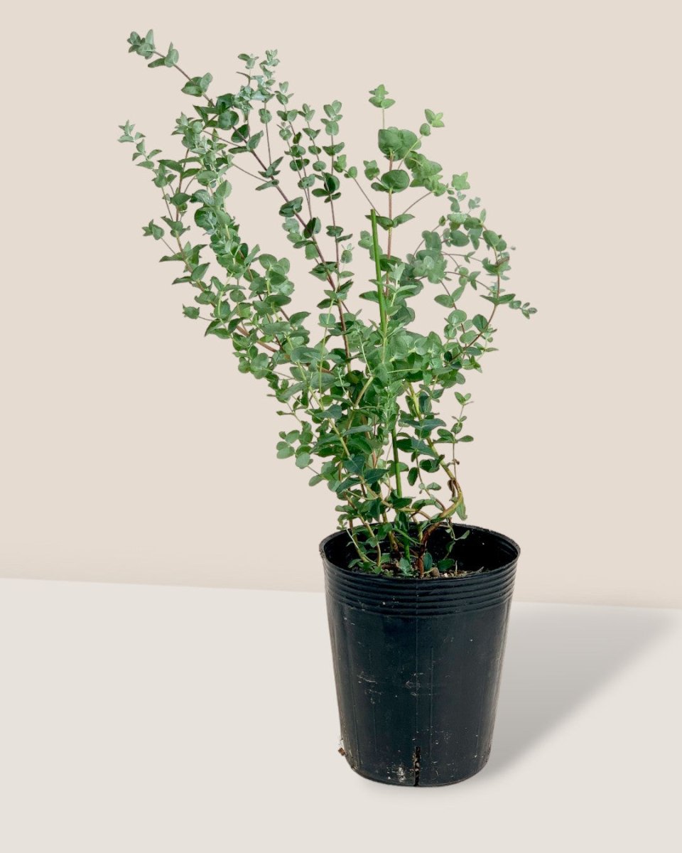 Japanese Eucalyptus - EUCALYPTUS 'moon lagoon' - Potted plant - Tumbleweed Plants - Online Plant Delivery Singapore