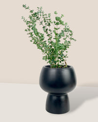 Japanese Eucalyptus - EUCALYPTUS 'moon lagoon' - Potted plant - Tumbleweed Plants - Online Plant Delivery Singapore