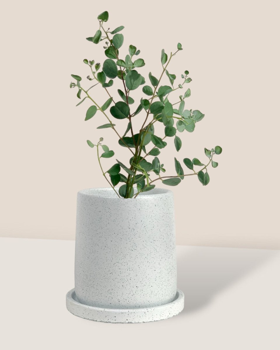 Japanese Eucalyptus - EUCALYPTUS 'websteriana' - Potted plant - Tumbleweed Plants - Online Plant Delivery Singapore
