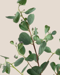 Japanese Eucalyptus - EUCALYPTUS 'websteriana' - Potted plant - Tumbleweed Plants - Online Plant Delivery Singapore
